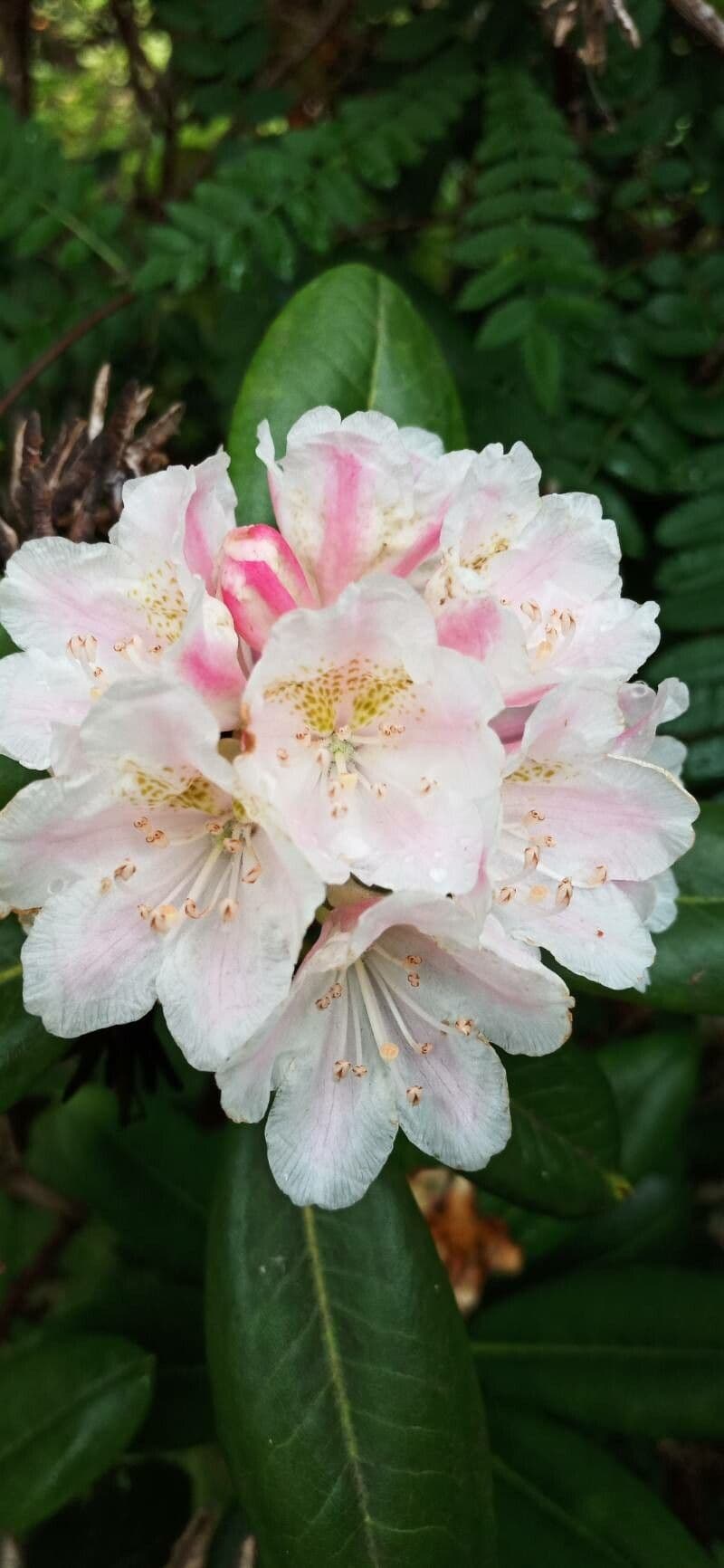 Rododendro