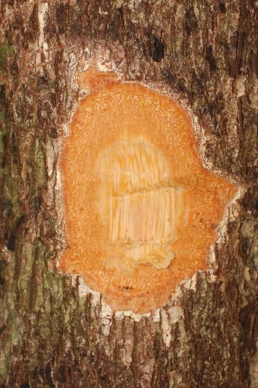 Andira 8