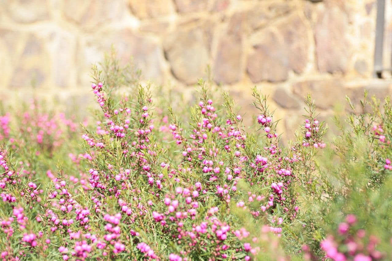 Boronia 6