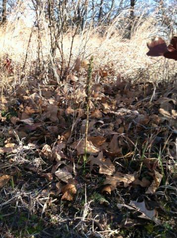 Spiranthes cernua 8