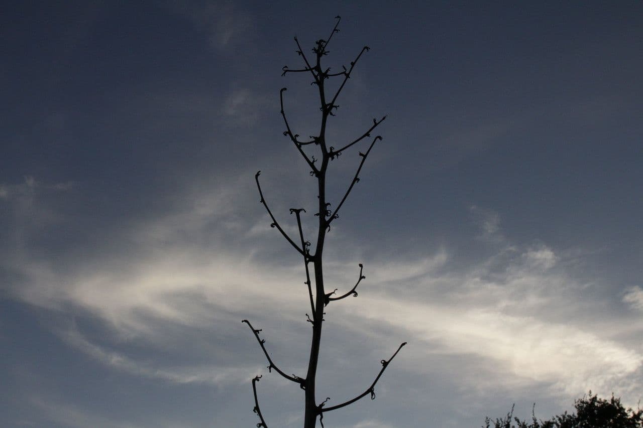 Yuca pallida