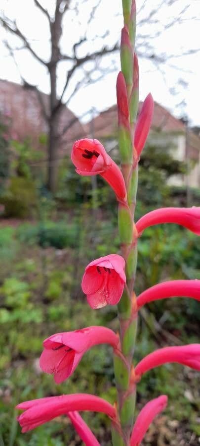 Watsonia