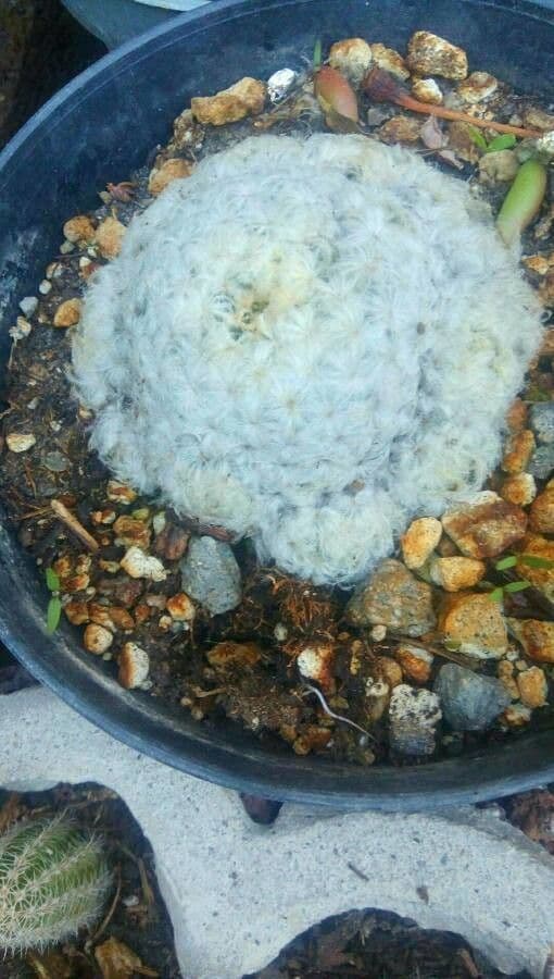Cactus pluma 3