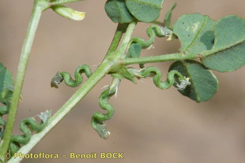 Bôb 8