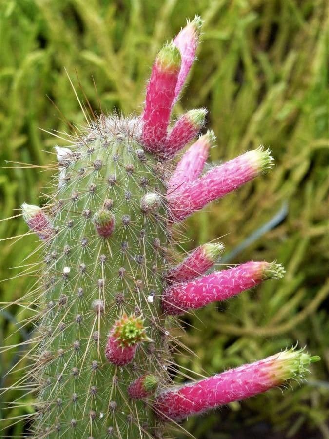 Cleistocactus 3