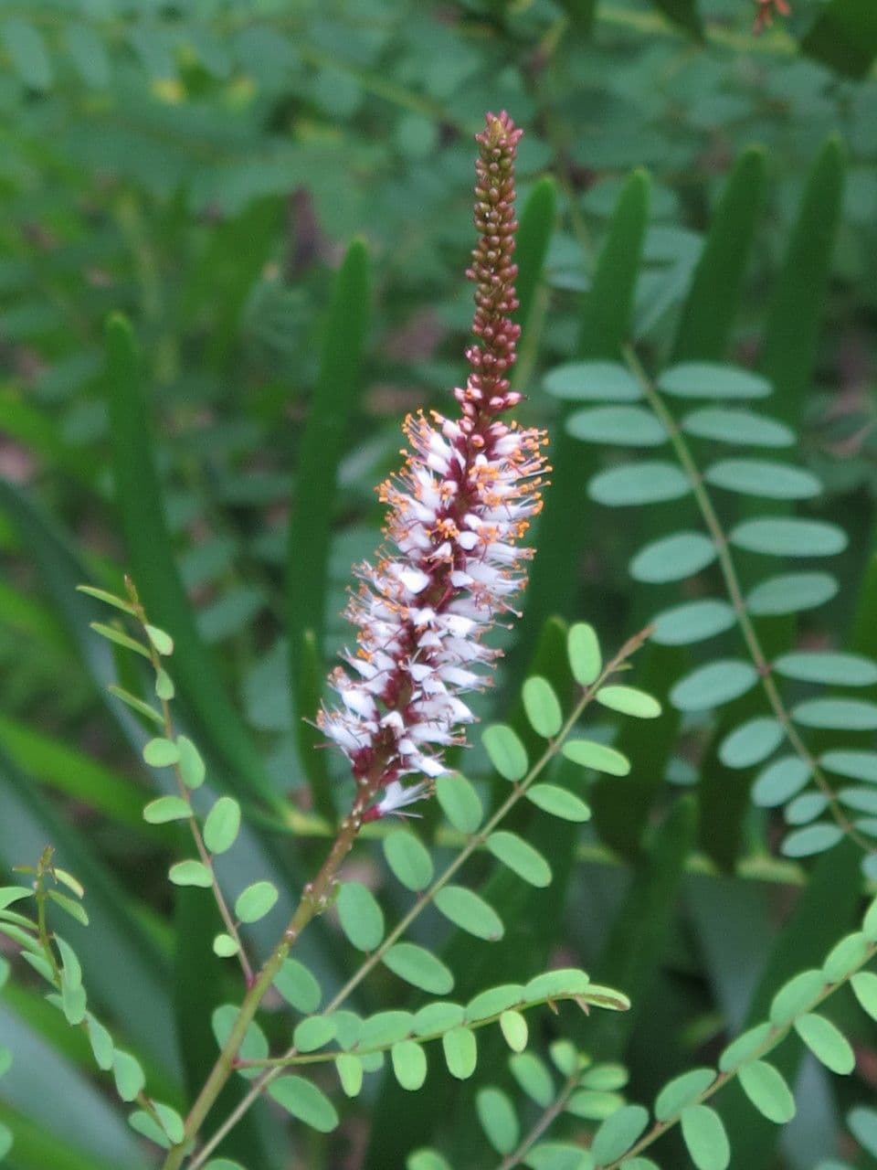 Amorfa erbacea