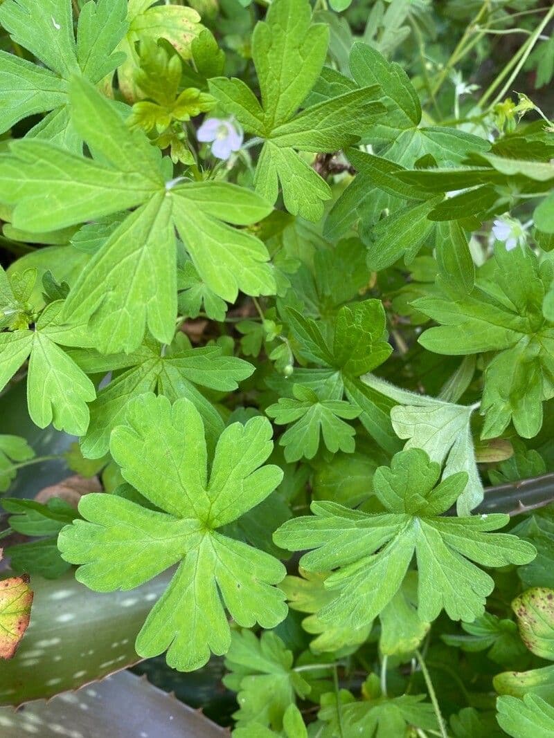 Géranium de Homean 3