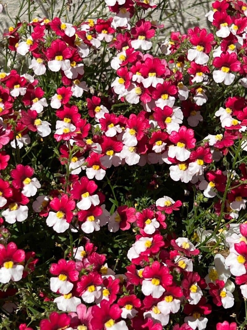 Nemesia 19