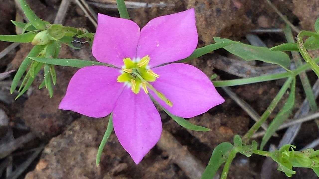 Sabatia