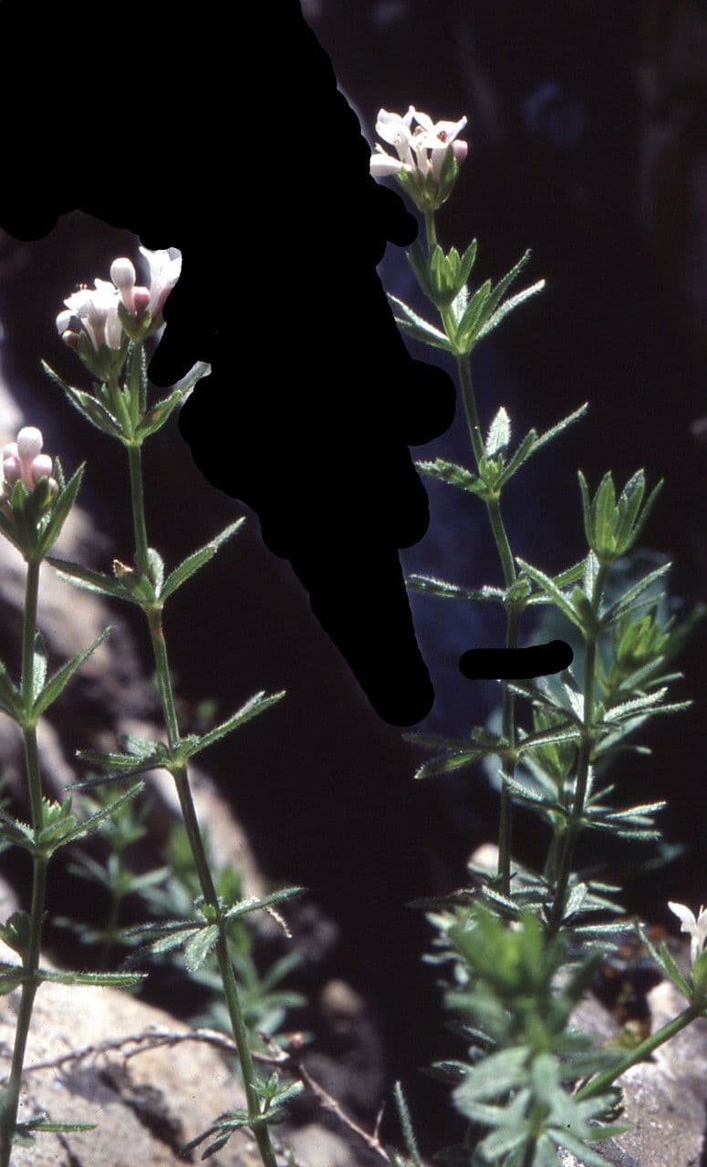 Asperula peluta 11