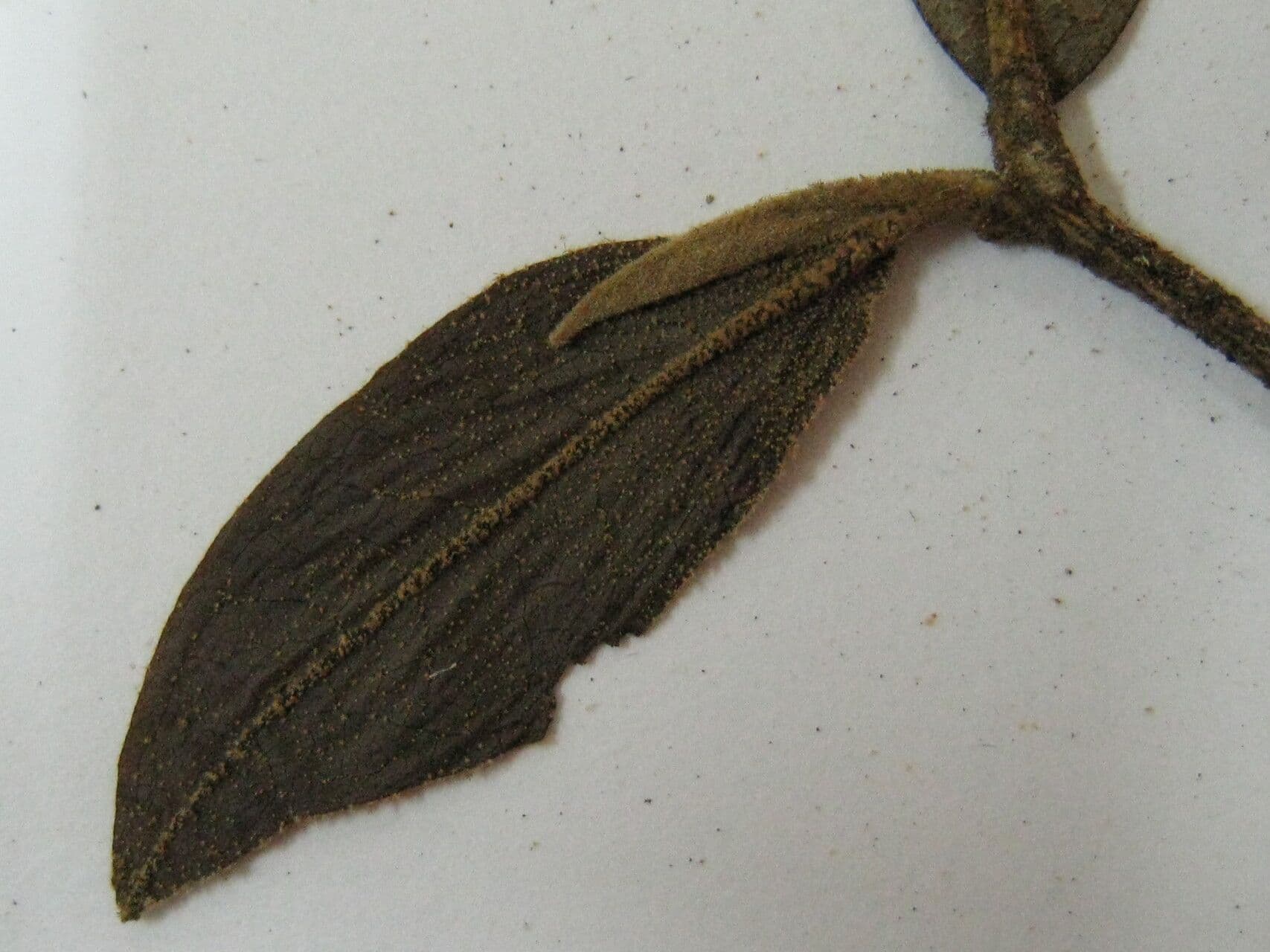Duguetia 12