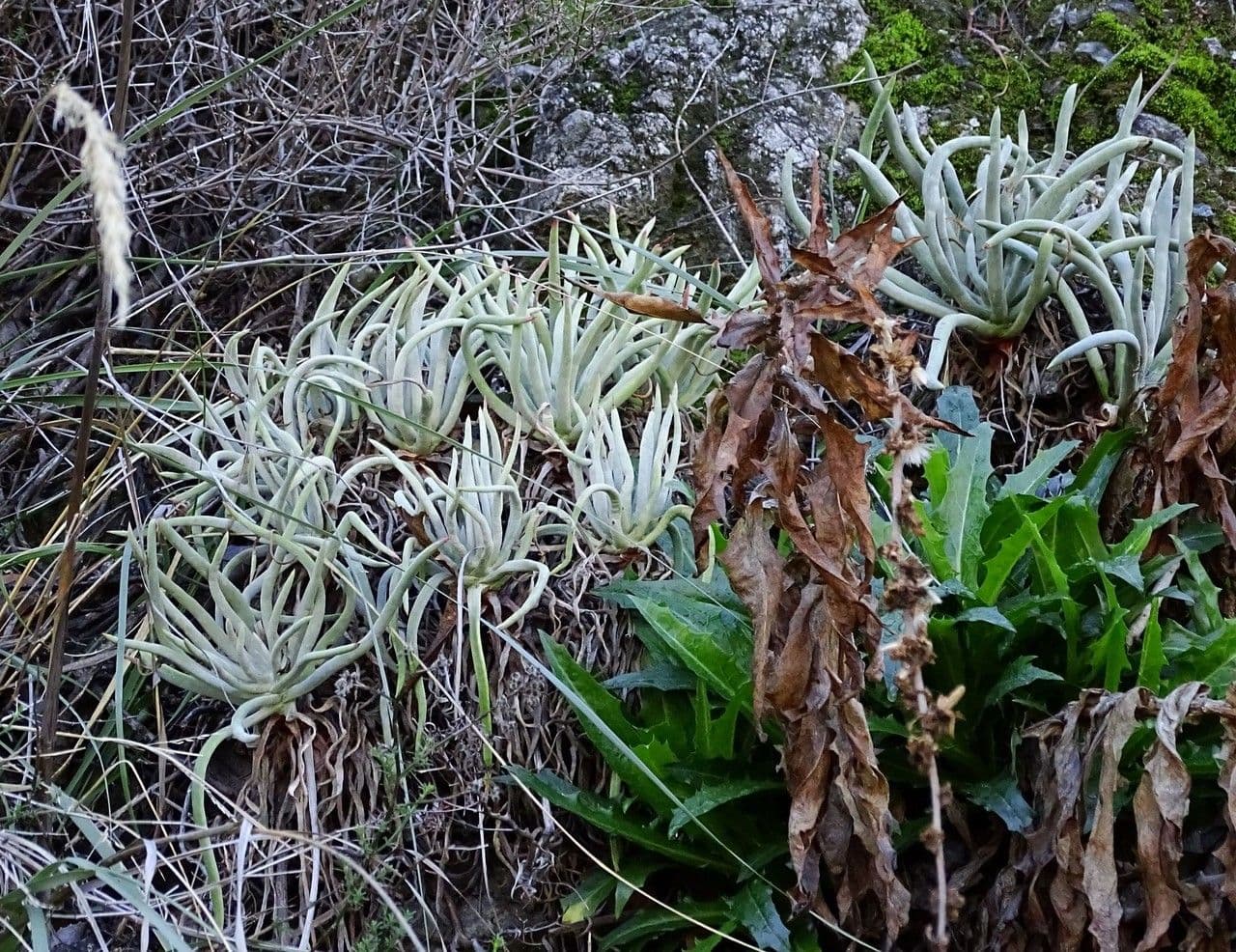Dudleya densiflora 6
