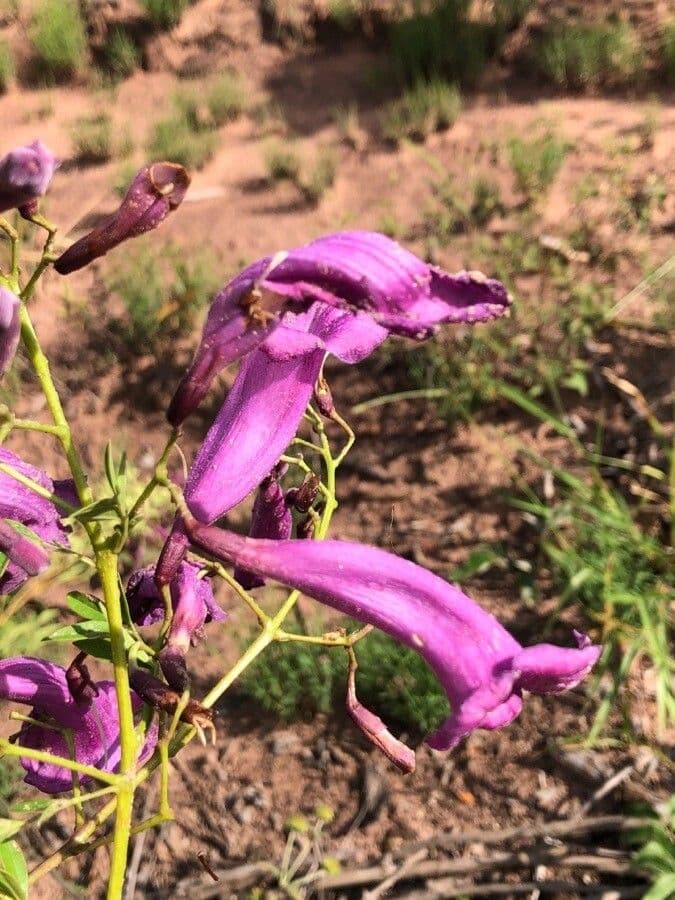 Jacaranda 5