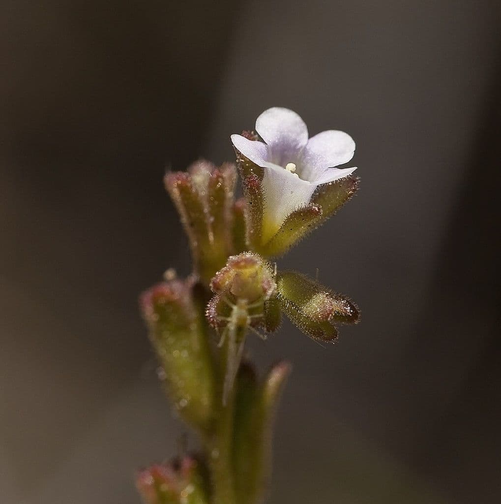 Phacelia