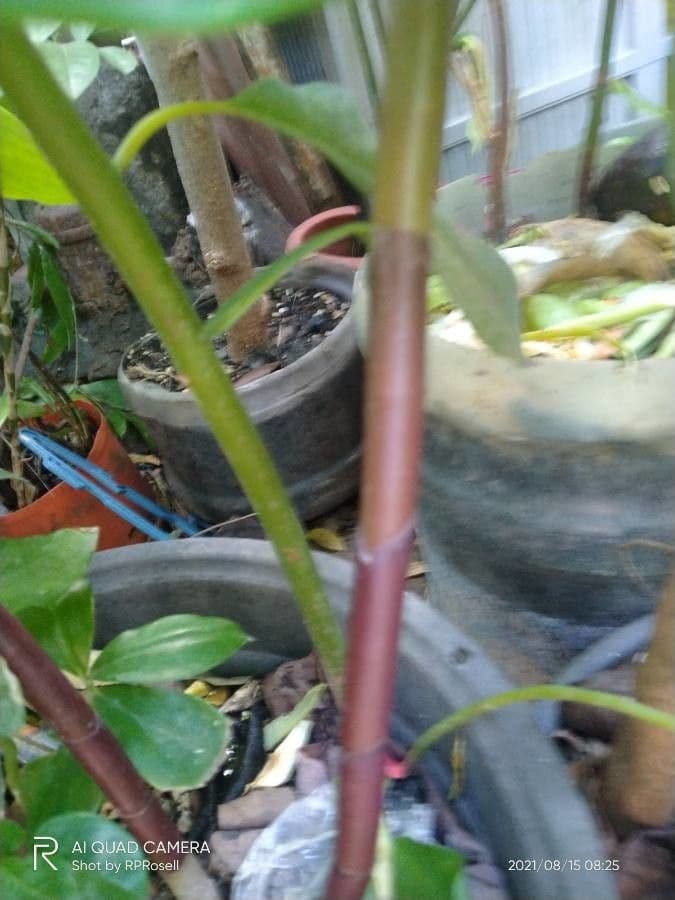 Costus spiralé 24