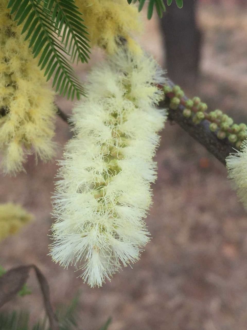 Senegalia 6