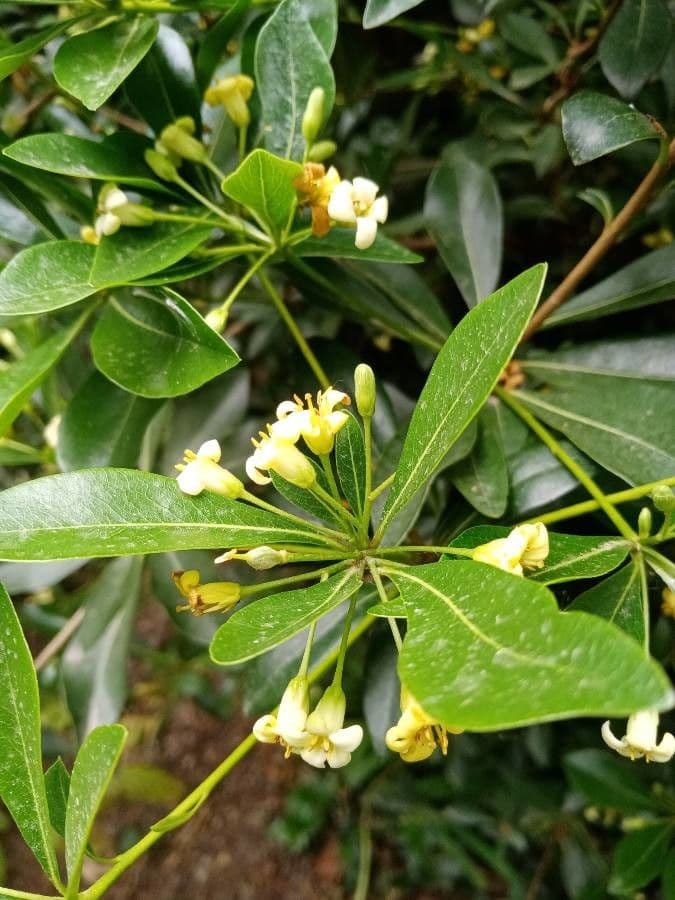 Pitosporum 9
