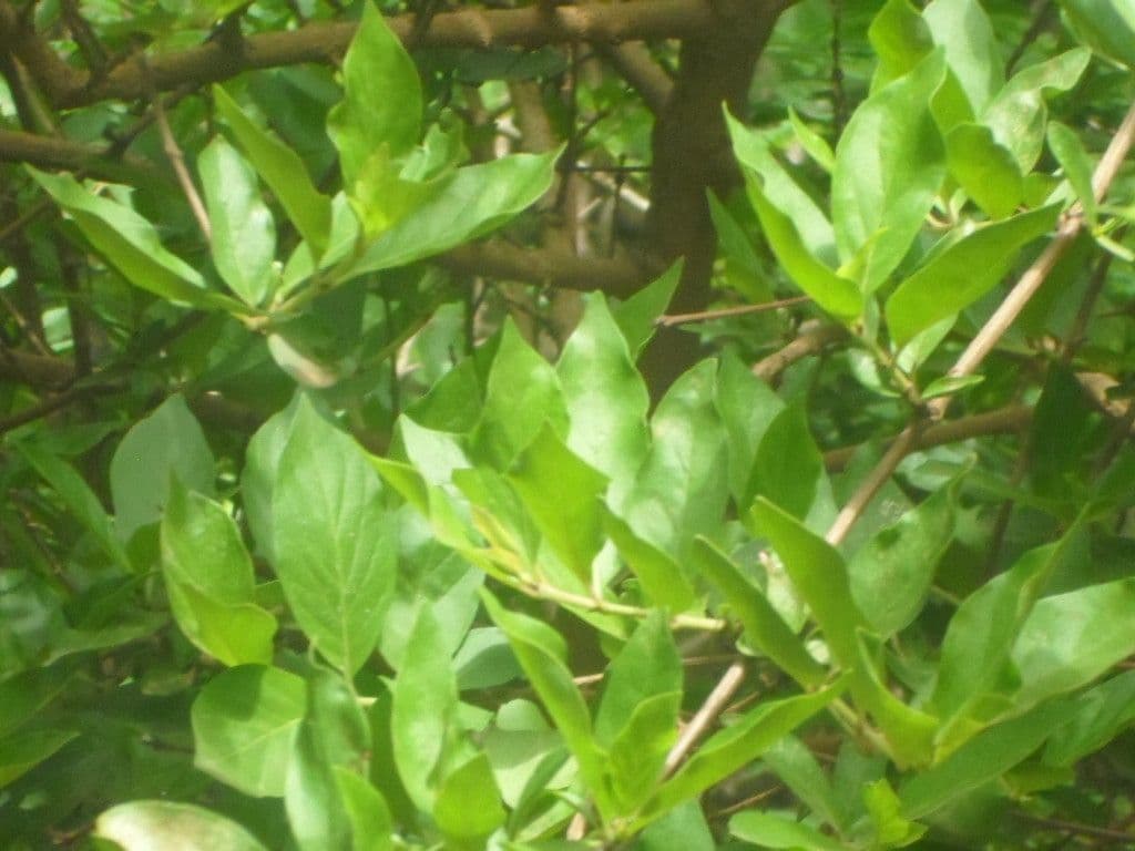 Feretia 8