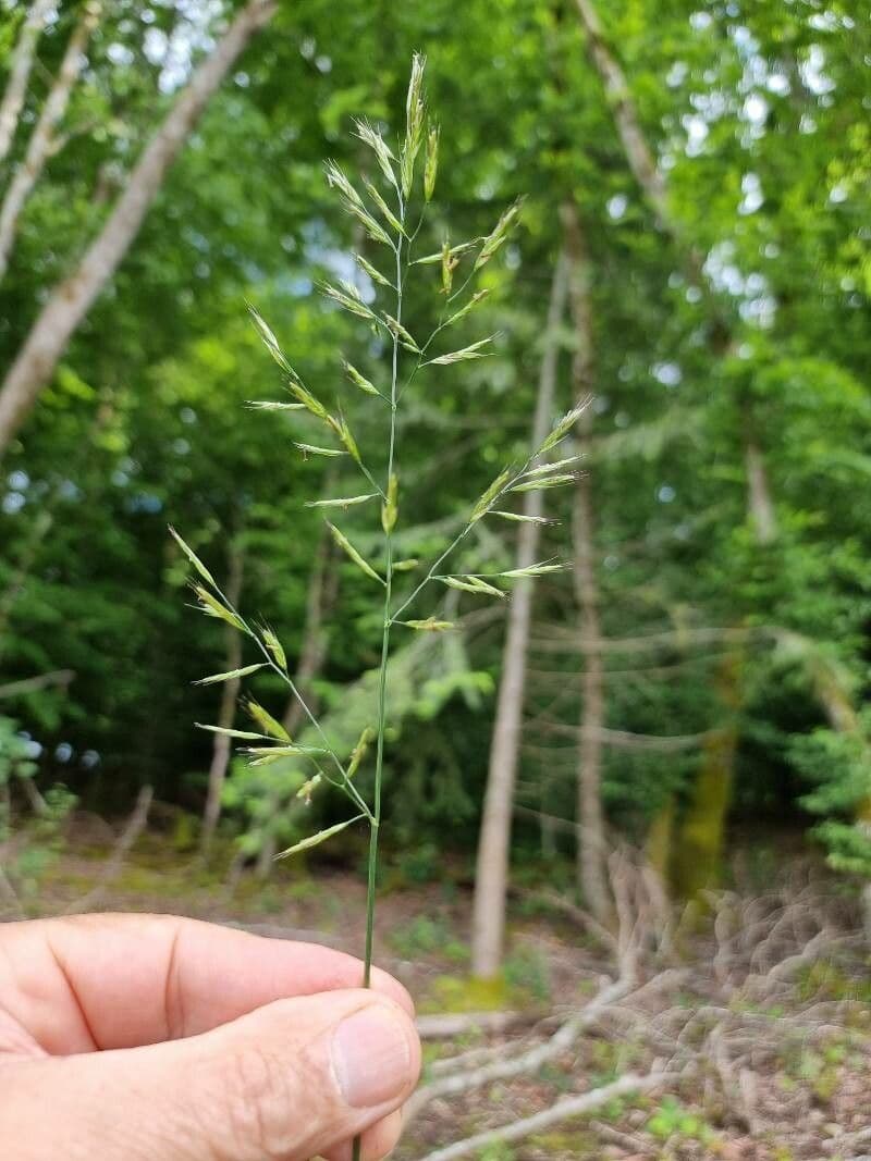 Festuca de hoja variable 7