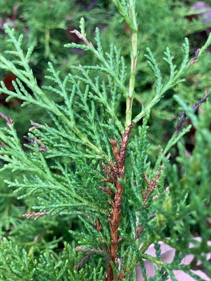 Atlantic white cypress 9