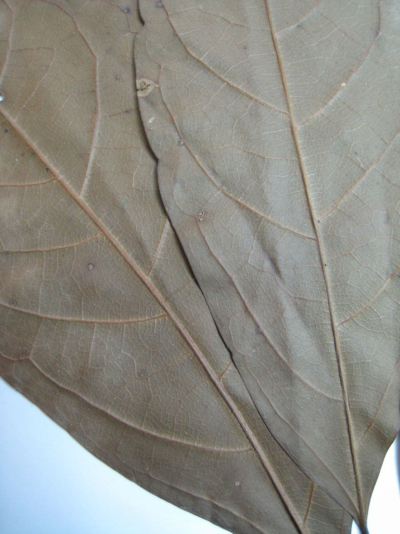 Ocotea 10