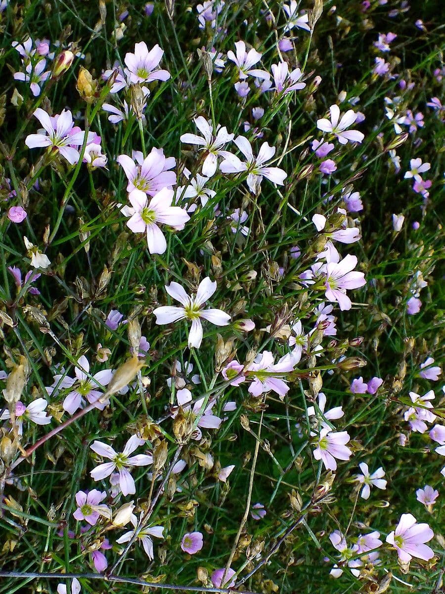 Garofanina spaccasassi 6