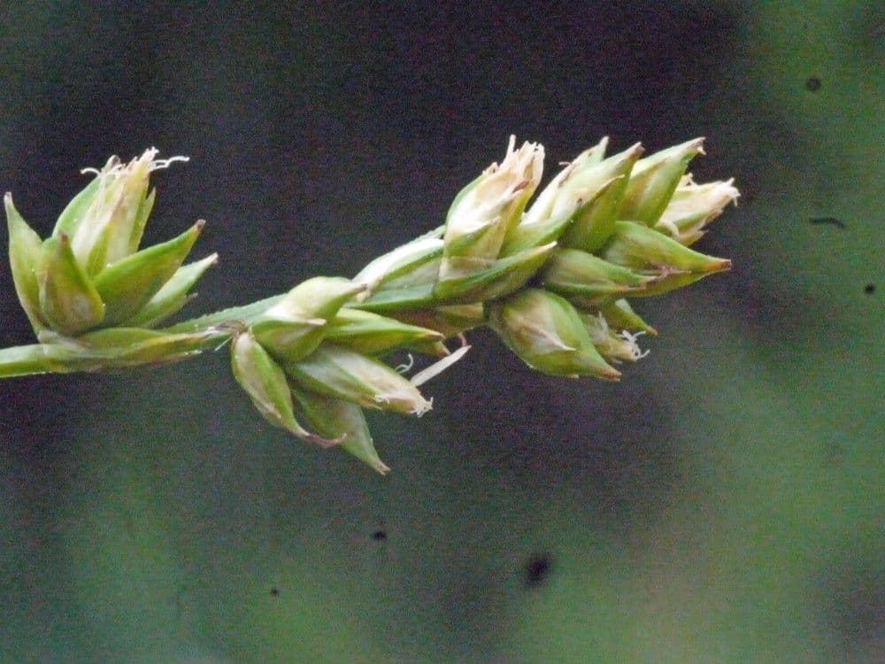 Carex distachya 21