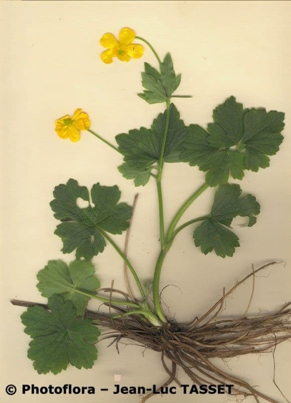 Ranunculus 11