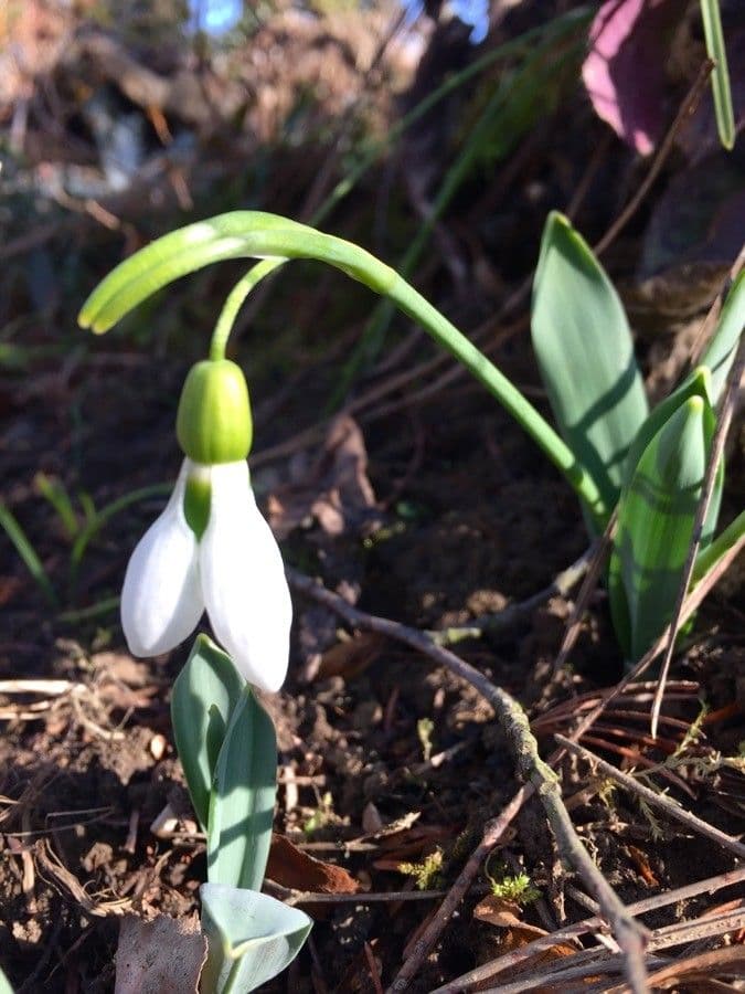 Große Schneeglöckchen 6