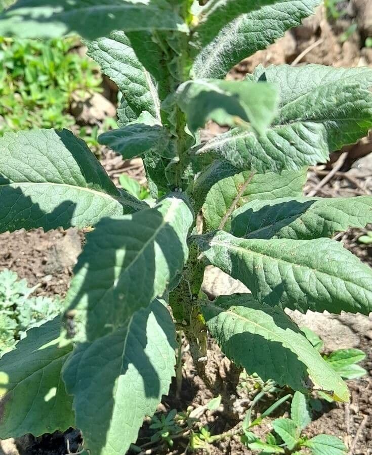 Senecione 3