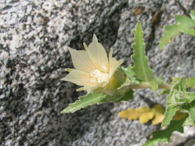 Hairy blazingstar
