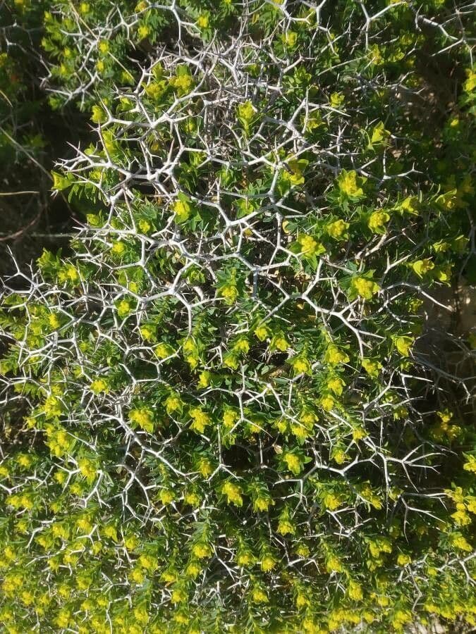 Euphorbia 24