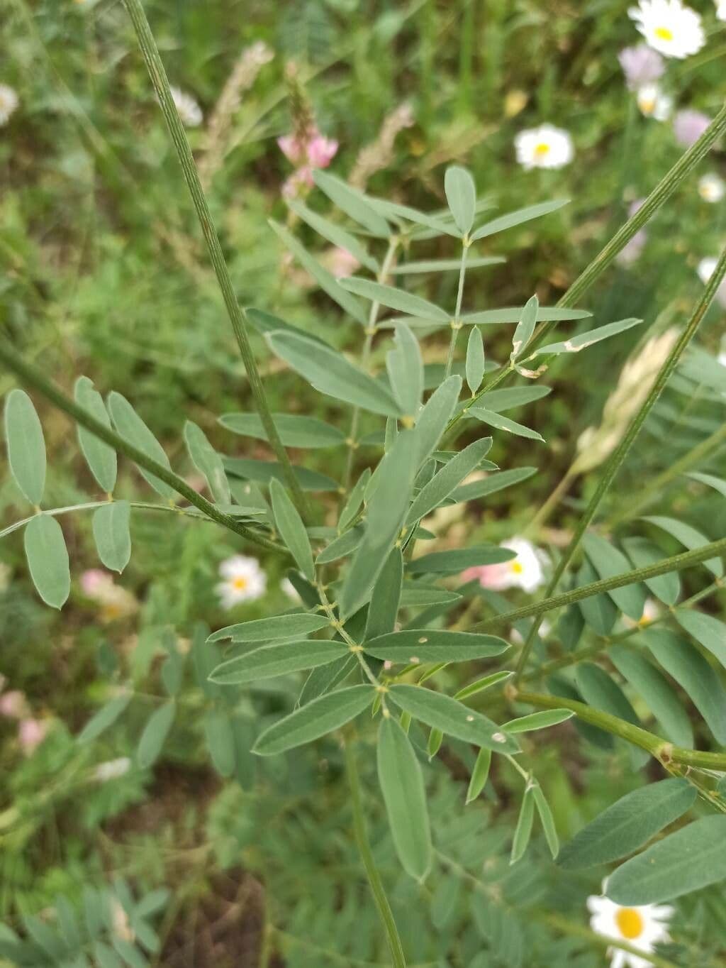 Sulla arenaria 13