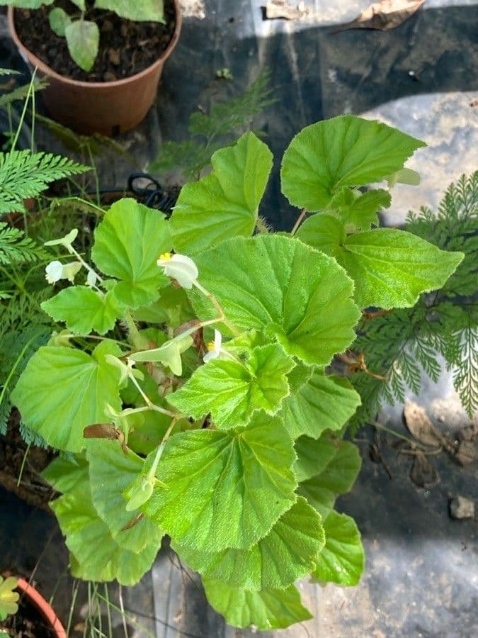 Begonia 18