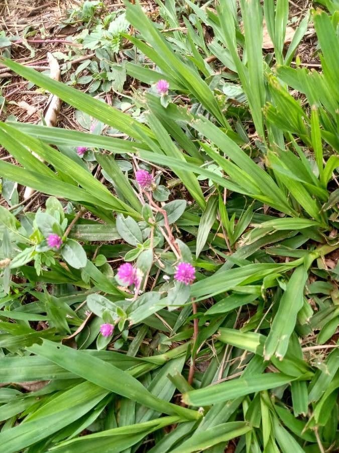 Gomphrena serrata 6