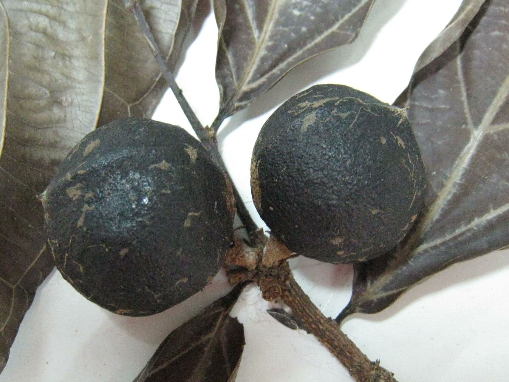 Casearia pitumba 14