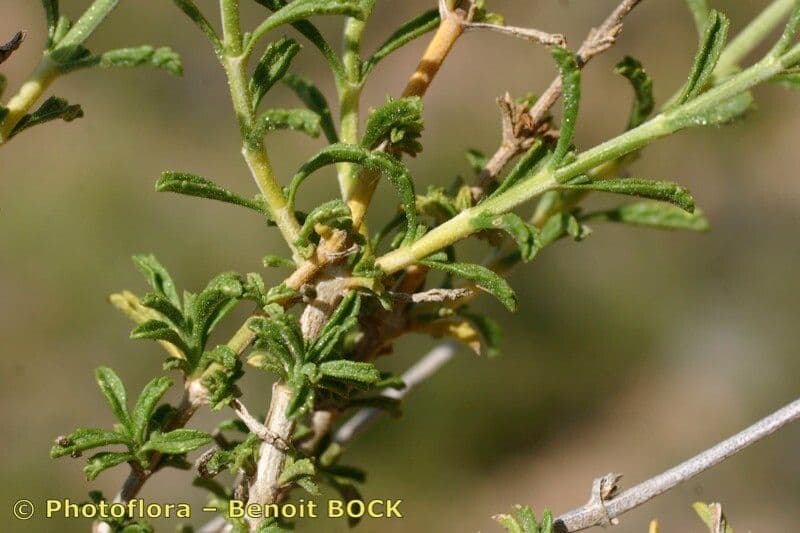 Sideritis leucantha 16