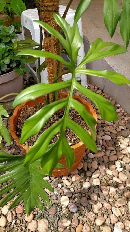 Philodendron 6