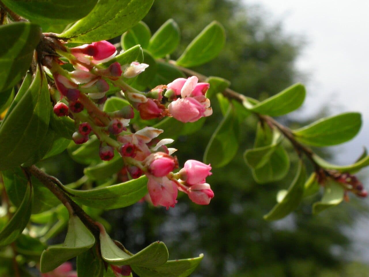 Gaultheria 2
