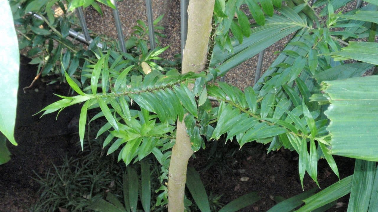 Freycinetia pnąca 3