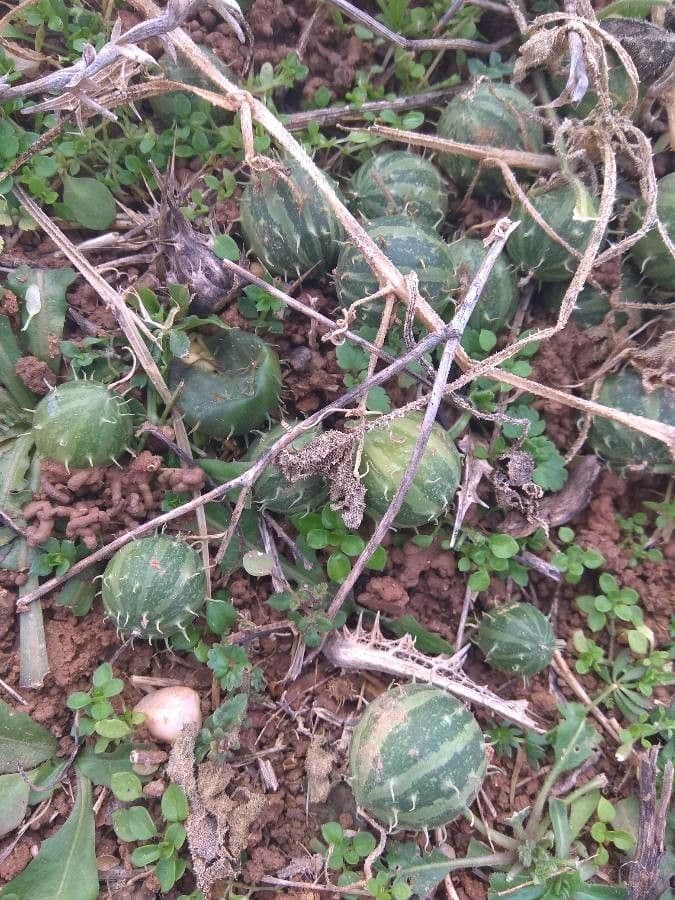 Concombre de brousse 3