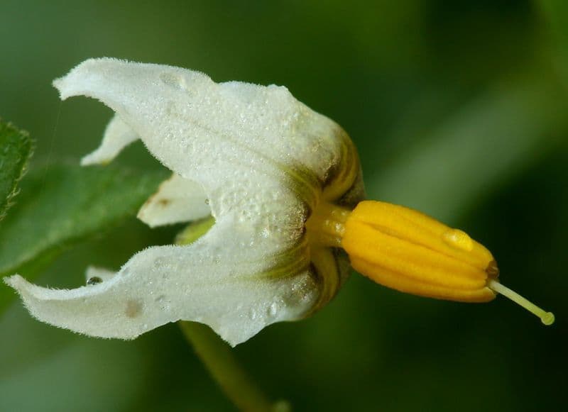 Solanum douglasii 7