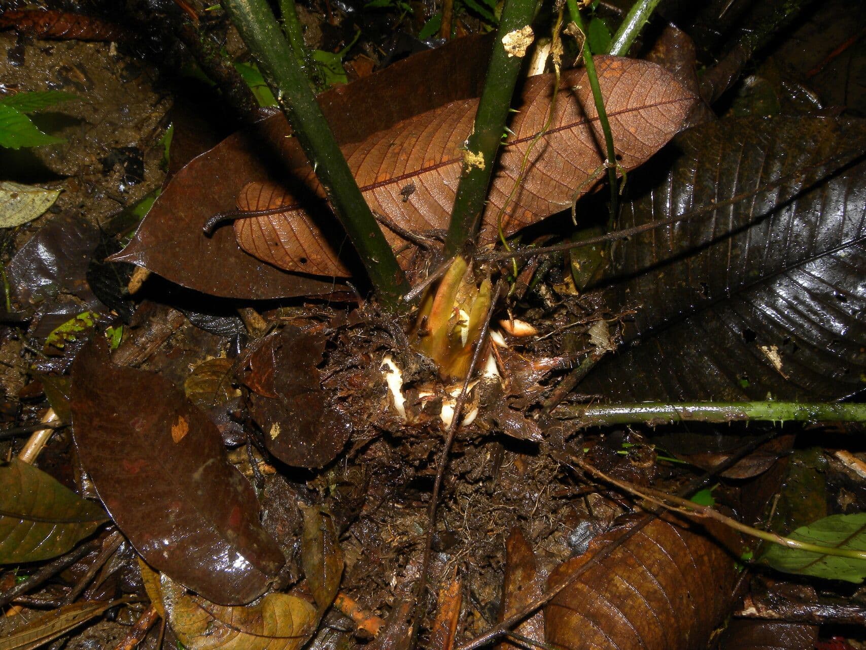 Zamia 7