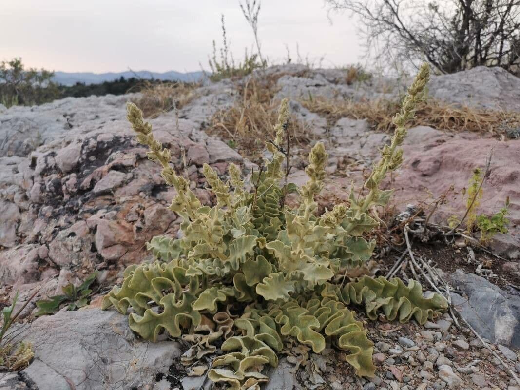Mullein 7