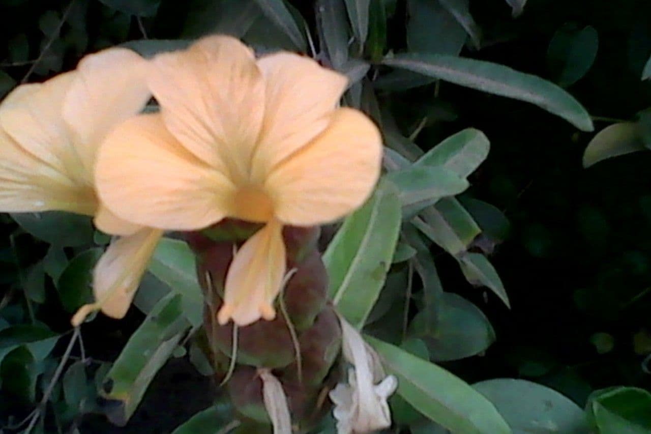 Barleria a cono di luppolo 4