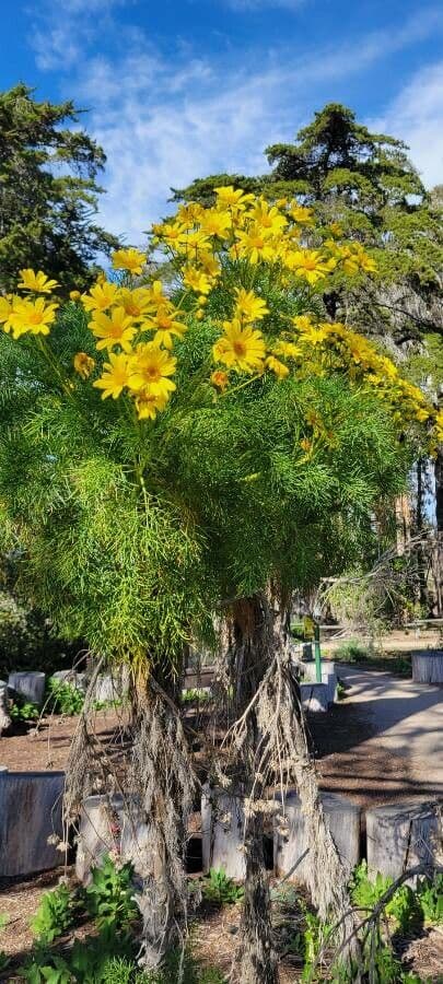 Coreopsis gigantea 3