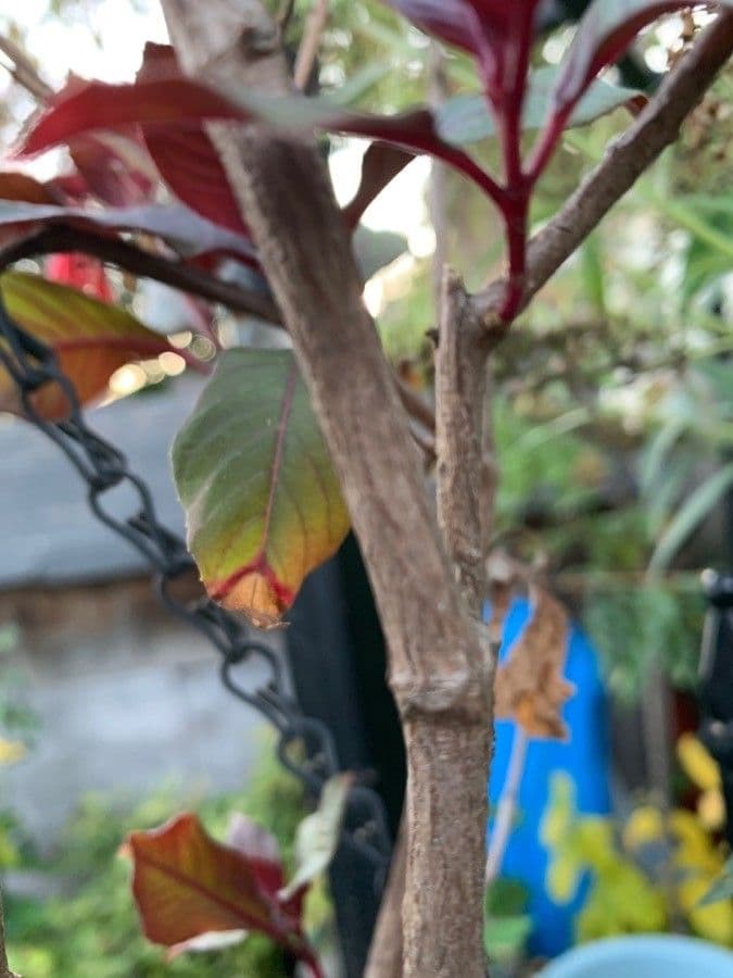 Fuchsien 25