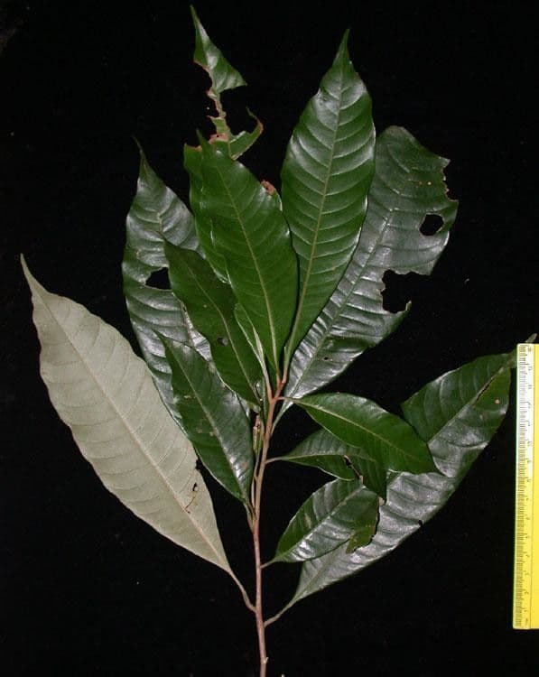 Pouteria 20