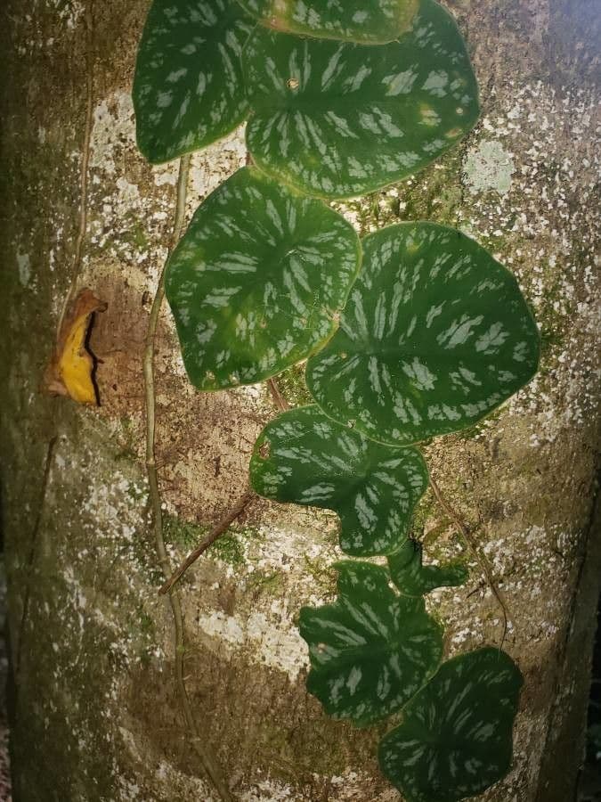 Monstera dubia 4