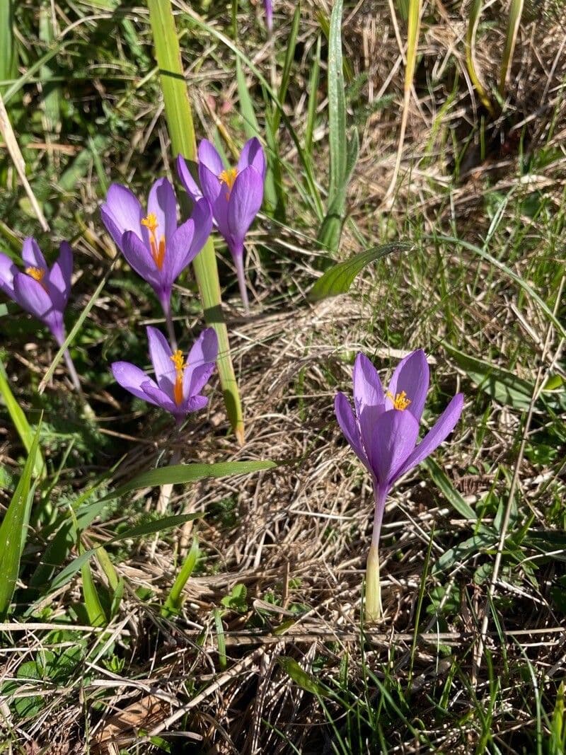 Krokus 8